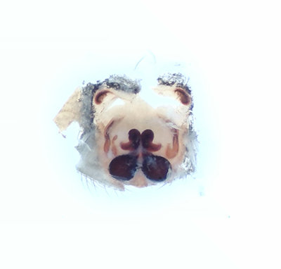 Sbytorp Vstmanland 22.5-20 vulva adult female