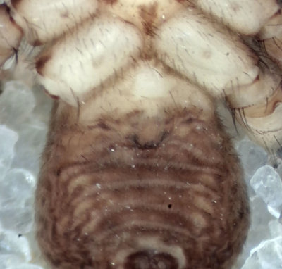 Hygrolycosa rubrofasciata ( Trumvargspindel )