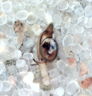 Cheiracanthium campestre ( Blek sporrspindel )