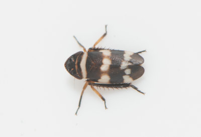 Planaphrodes bifasciatus