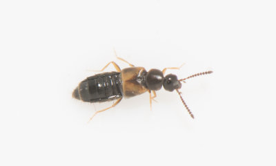 Atheta pilicornis