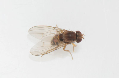 Leucophenga maculata