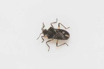 Microvelia reticulata  2 mm