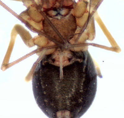 Diplostyla concolor ( Skridskomattvvare )