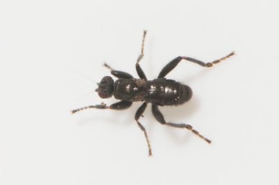 Crumomyia pedestris