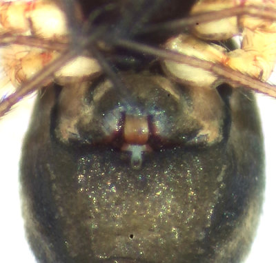 sterngsvgen Halland 6.3-21 epigyne adult female