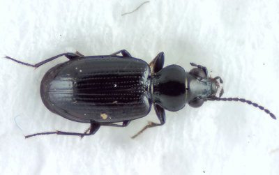 Bembidion minimum ( Saltstrandlpare )  3,2 mm