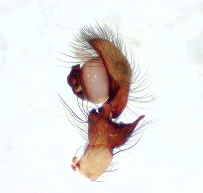 Amaurobius fenestralis ( Fnsterspindel )
