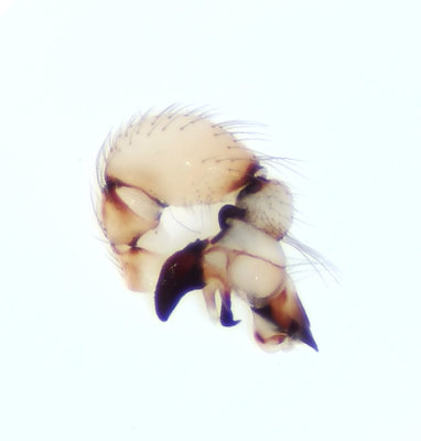 Pholcidae palpe