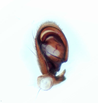 Clubiona frisia ( Dynsckspindel )