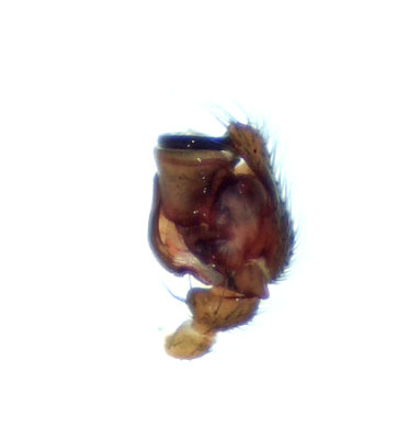 Bathyphantes gracilis ( Flygmattvävare )