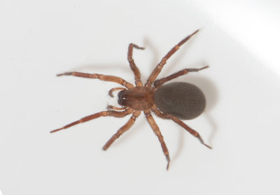 hedemarksvgen Vstmanland 27.3-21 adult female