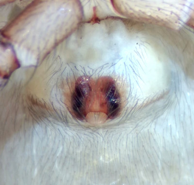 hedemarksvgen Vstmanland 27.3-21 epigyne adult female