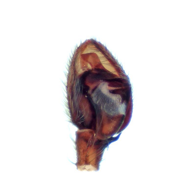 Agroeca brunnea ( Skogslyktspindel )