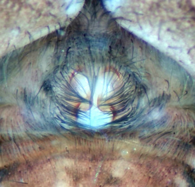 Pardosa amentata ( Prickvargspindel )