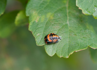 Harlekinpiga ( Harmonia axyridis )