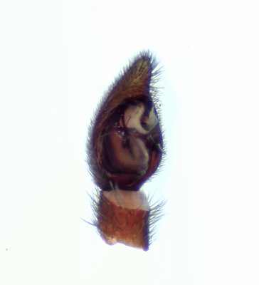 Alopecosa cuneata ( Tjockbent vargspindel )