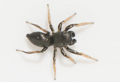 Heliophanus cupreus ( Kopparhoppspindel )