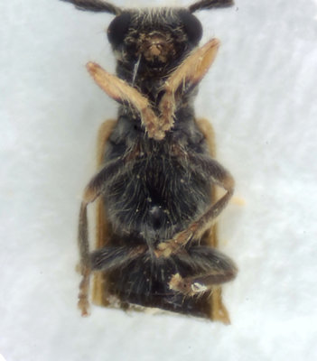 Byasjn Halland 7.6-20 male