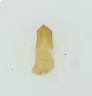 Byasjn Halland 7.6-20 male