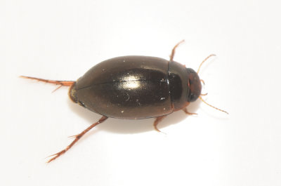 Agabus uliginosus