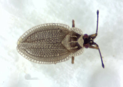 Acalypta nigrina  2,7 mm