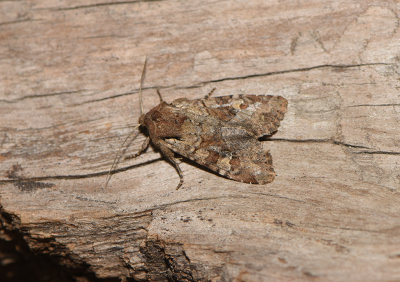 Apamea sordens ( Sdesngsfly )