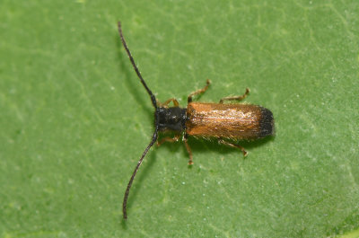 Tetrops praeustus ( Lvdvrgbock )