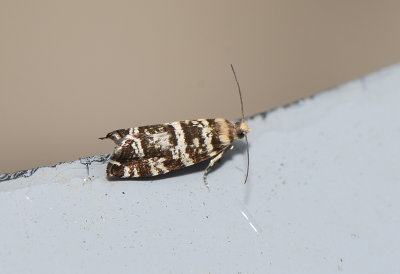 Epinotia tedella ( Granbarrvecklare )