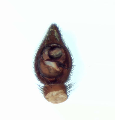 Alopecosa pinetorum ( Barrvargspindel )