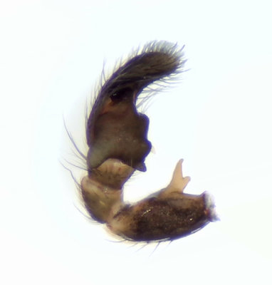 Grustaget Vstmanland 19.5-19 palp adult male