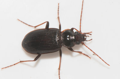 Nebria salina ( Alvarnattlpare )