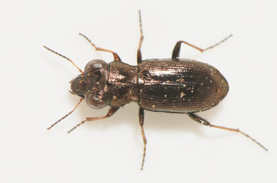 Notiophilus rufipes ( Rdbent gonlpare )