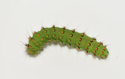 Saturnia pavonia ( Mindre påfågelspinnare )