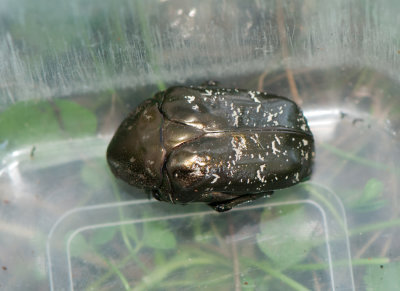 Protaetia marmorata ( Brun guldbagge )