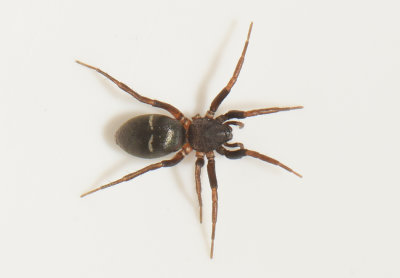 Micaria aenea ( Bronsskimmerspindel )