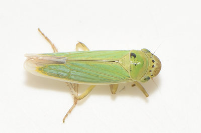 Cicadella lasiocarpae  8 mm