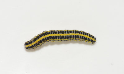 Calophasia lunula ( Gulsporrefly )