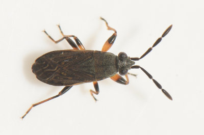 Peritrechus angusticollis