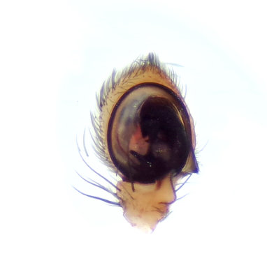 Xysticus lanio ( Lvkrabbspindel )