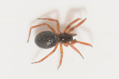 Tjrby Halland 25.4-21 adult female