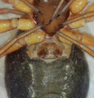 Tjrby Halland 25.4-21 epigyne adult female
