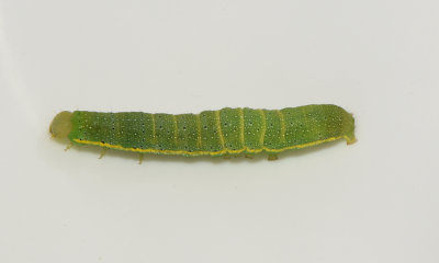 Lacanobia oleracea ( Grönsaksfly )