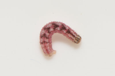 Gymnoscelis rufifasciata ( Tvåsporrig malmätare )