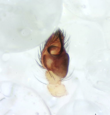Pseudeuophrys lanigera ( Hushoppspindel )