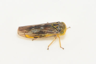 Idiocerus stigmaticalis