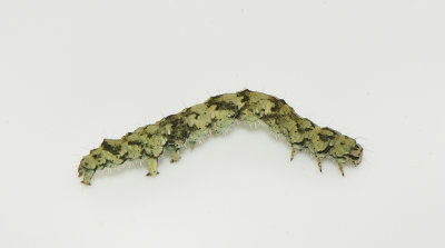 Laspeyria flexula ( Sikelfly )