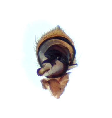 Subbe Halland 29.5-21 palp adult male