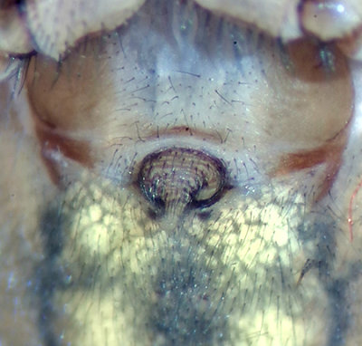 Brnnanberget Dalarna 10.6-21 epigyne adult female