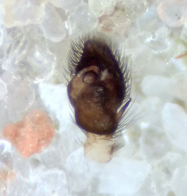 Pseudeuophrys erratica ( Hllhoppspindel )